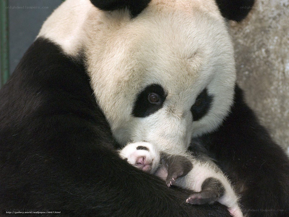 Panda mother with cub