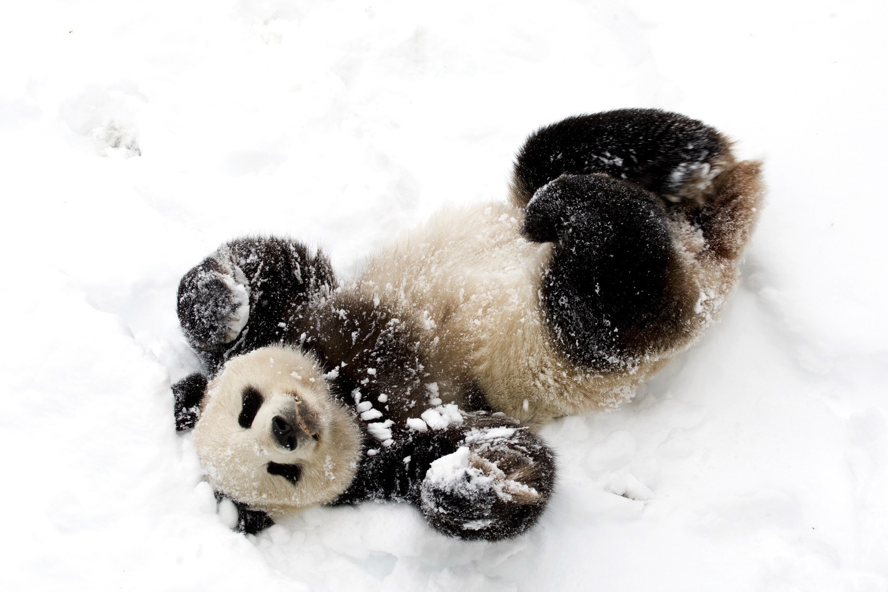 Panda playing in the snow