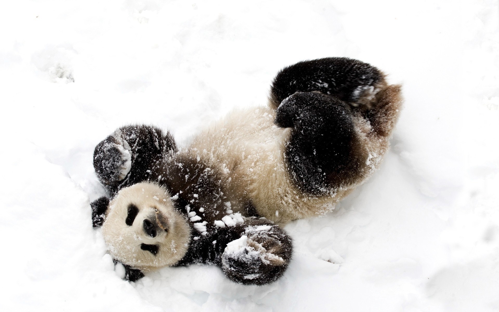 Panda playing in the snow
