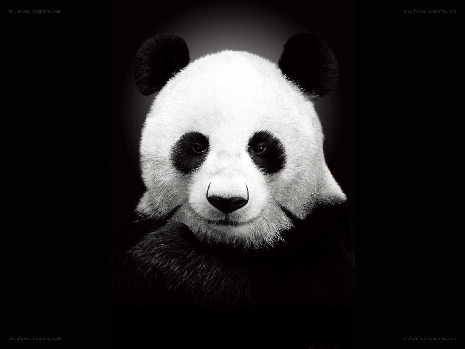 Panda portrait in black and white