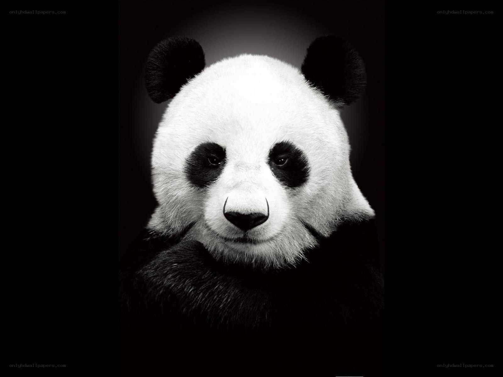 Panda portrait in black and white