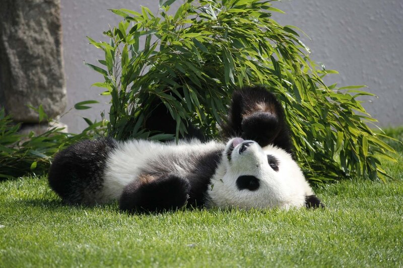 Panda relaxing on grass