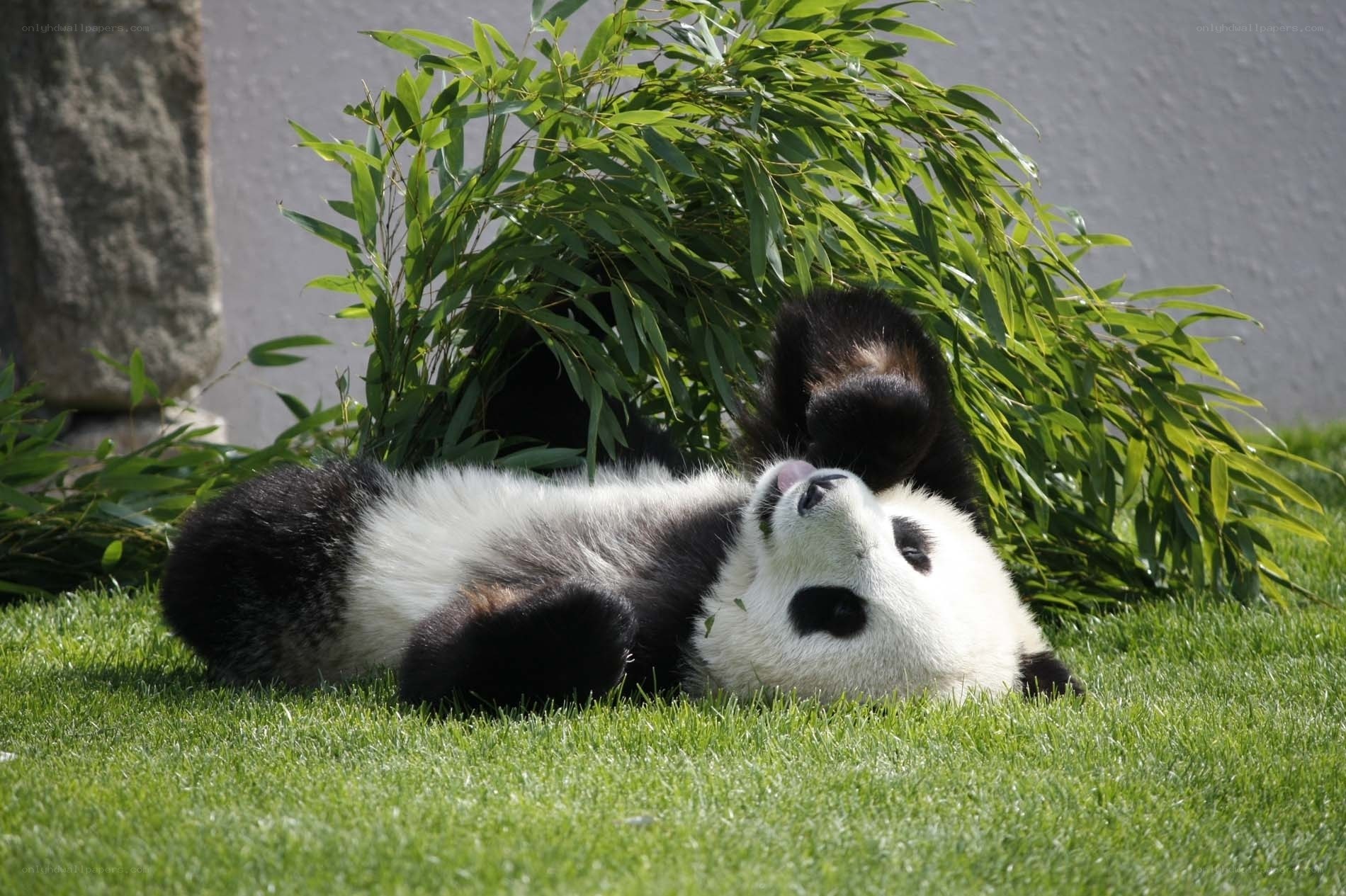 Panda relaxing on grass
