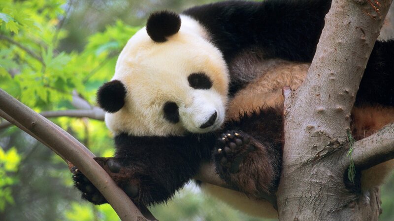 Panda resting in a tree