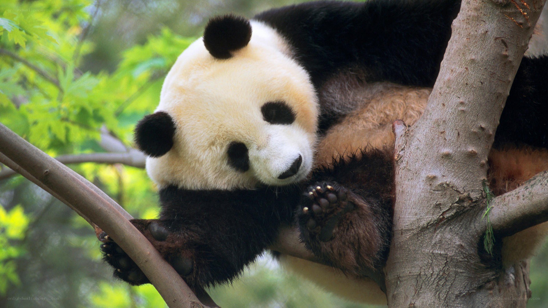 Panda resting in a tree