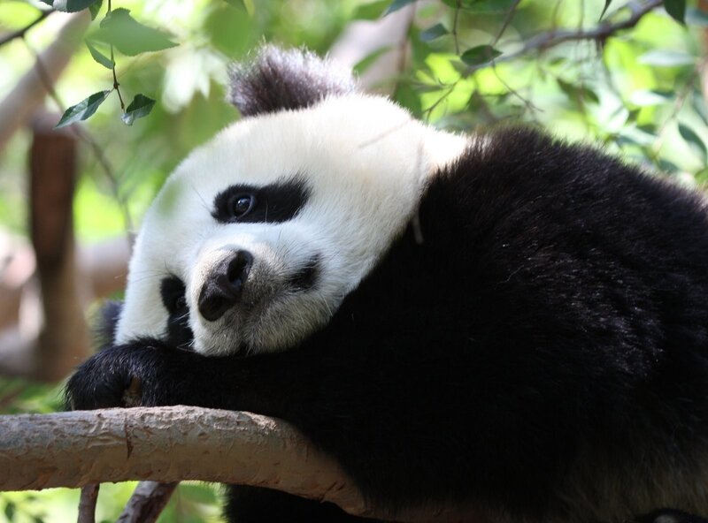 Panda resting in a tree