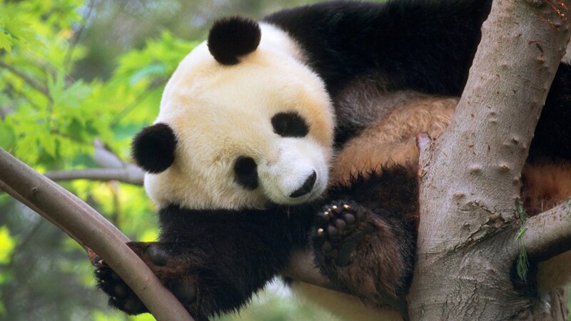 Panda resting in a tree