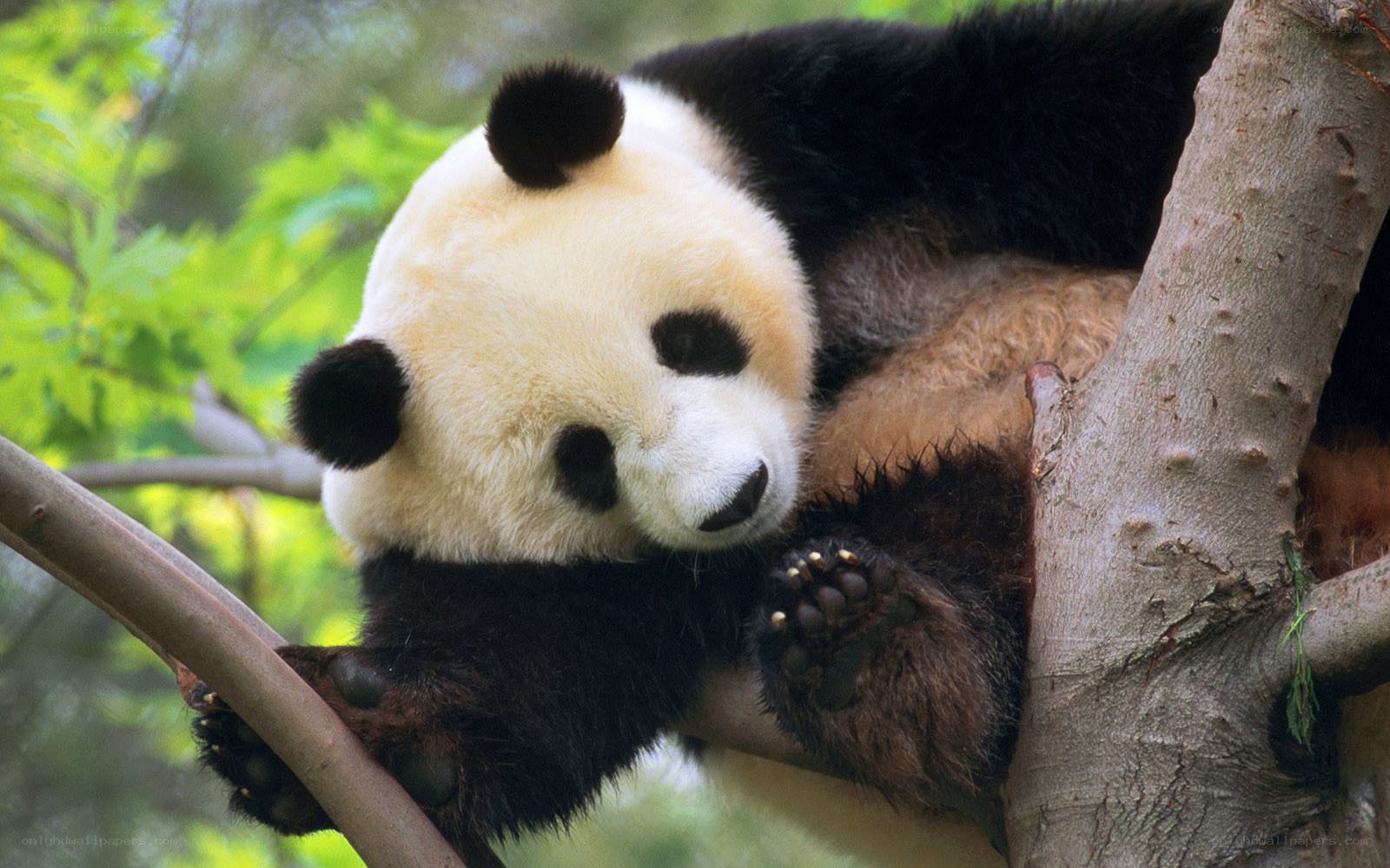 Panda resting in a tree