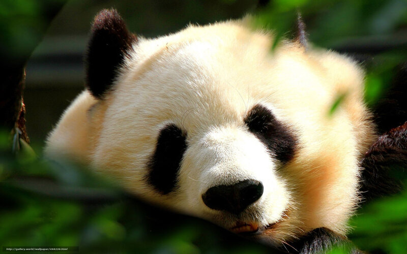 Panda resting in foliage