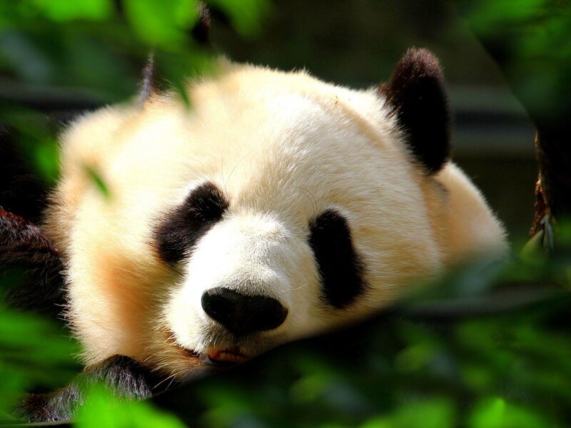 Panda resting in foliage