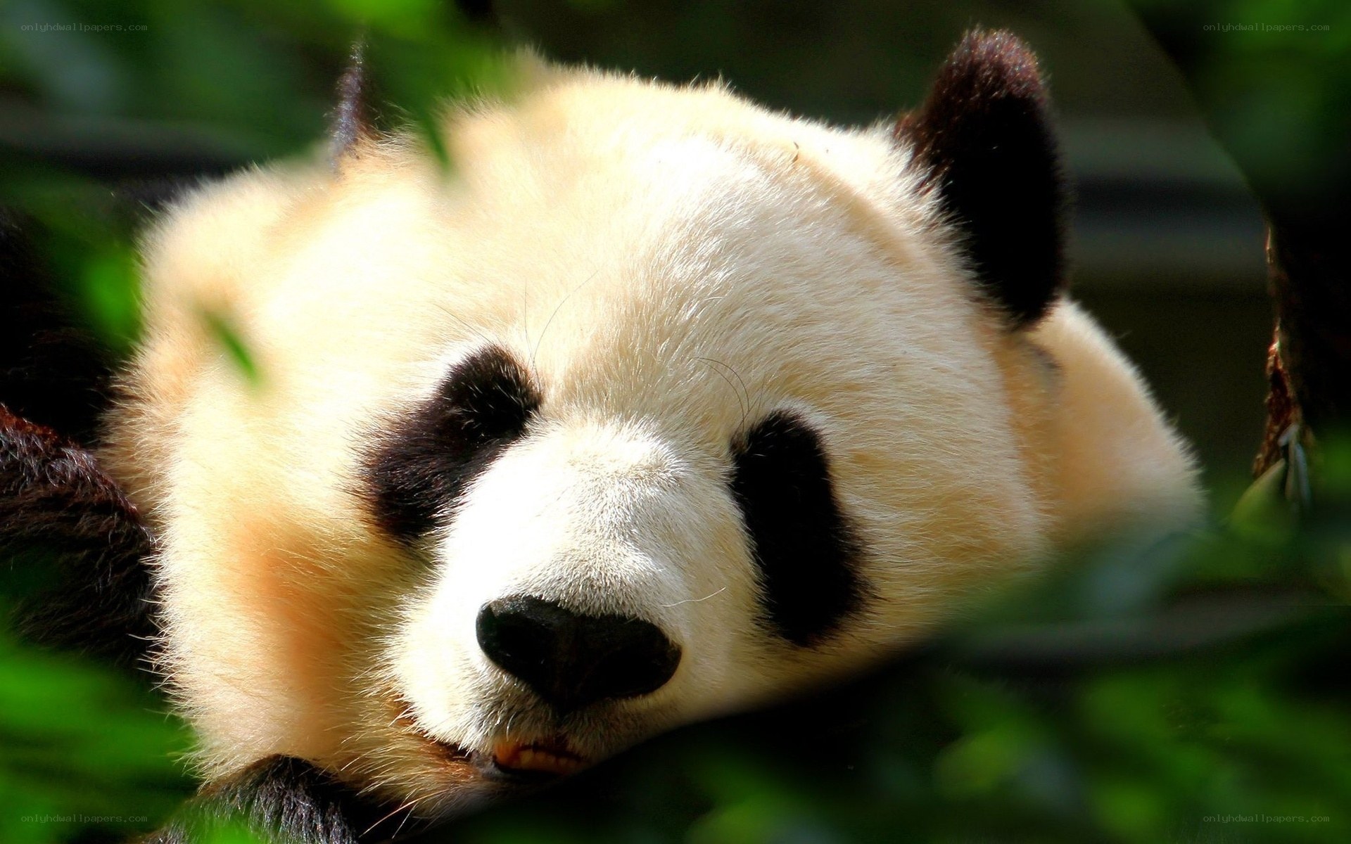 Panda resting in foliage