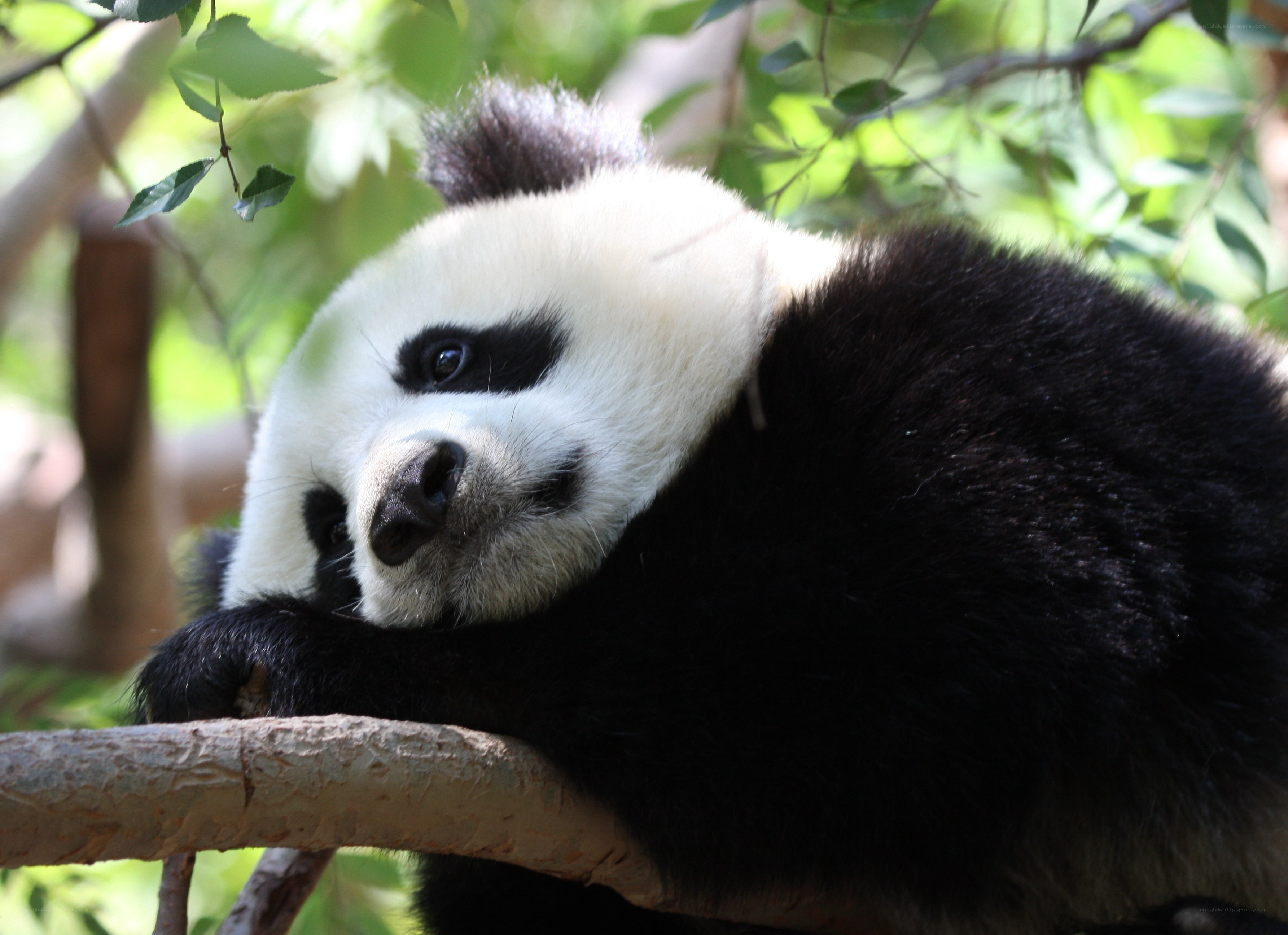 Panda resting on a branch