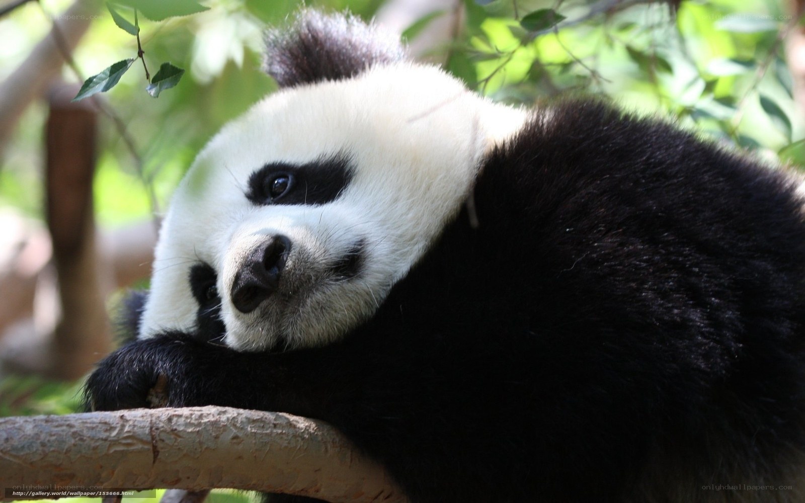 Panda resting on a branch