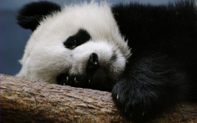 Panda resting on a log