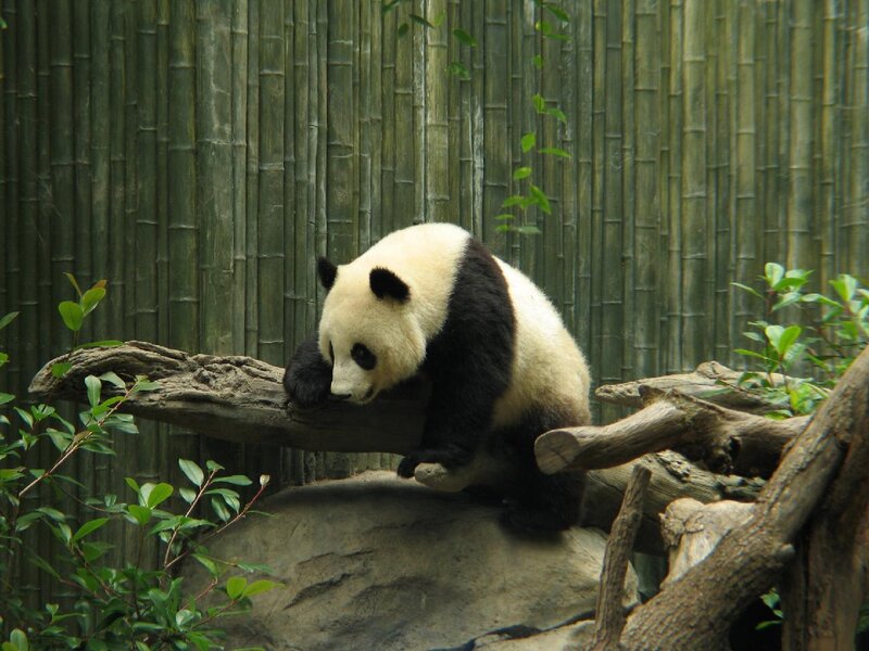 Panda resting on a log