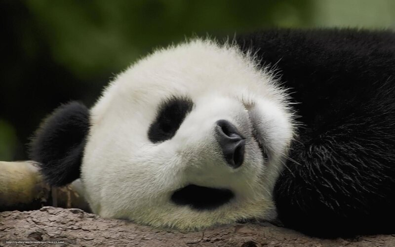 Panda resting on a log