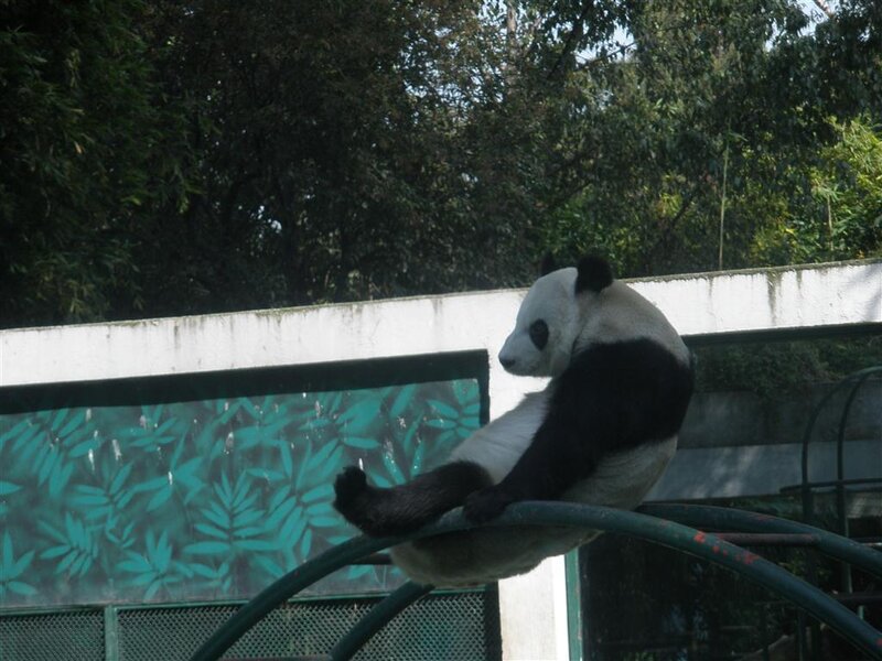Panda resting on a railing