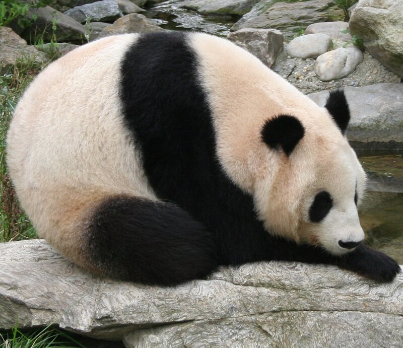 Panda resting on a rock