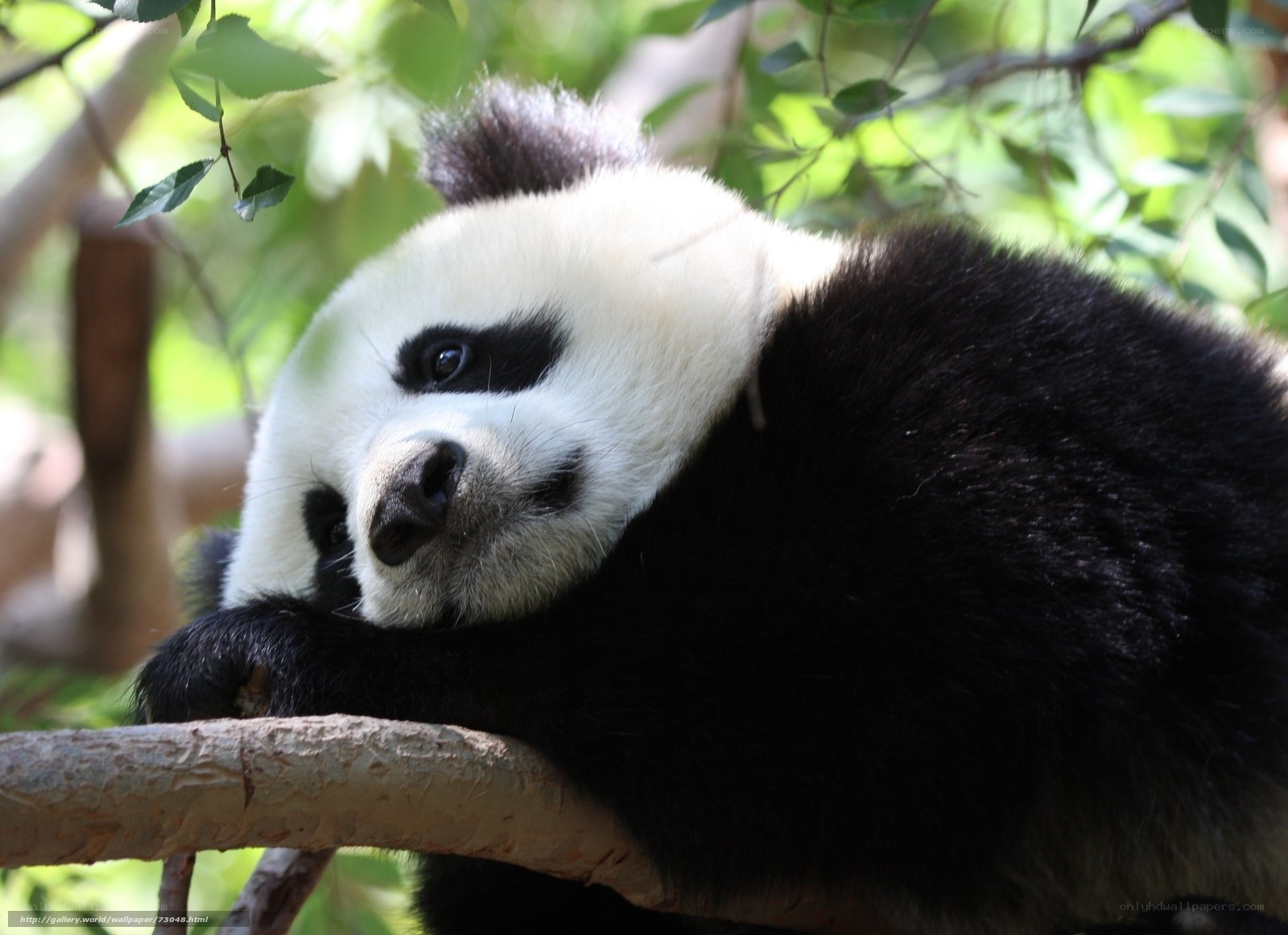 Panda resting on a tree branch