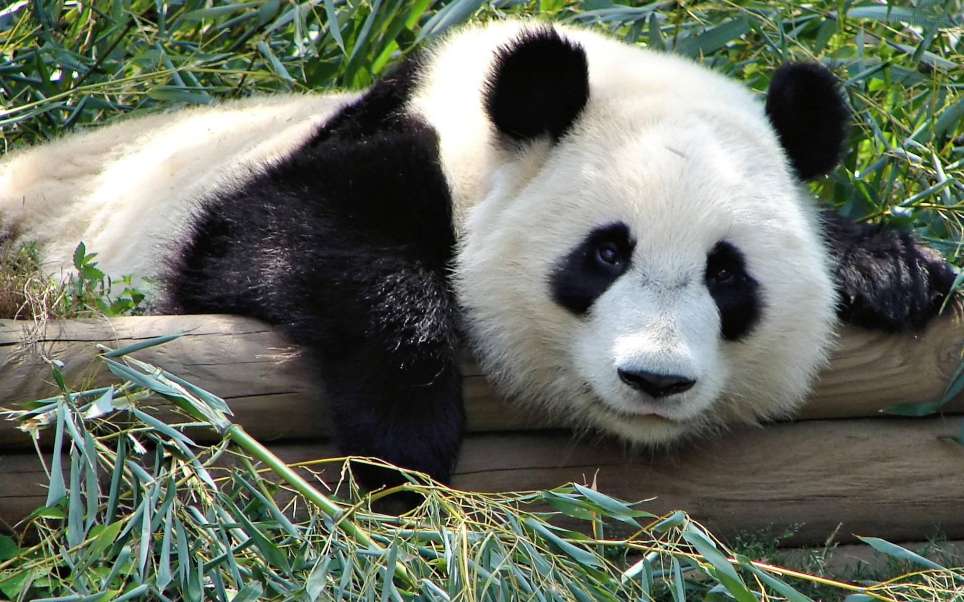 Panda resting on bamboo