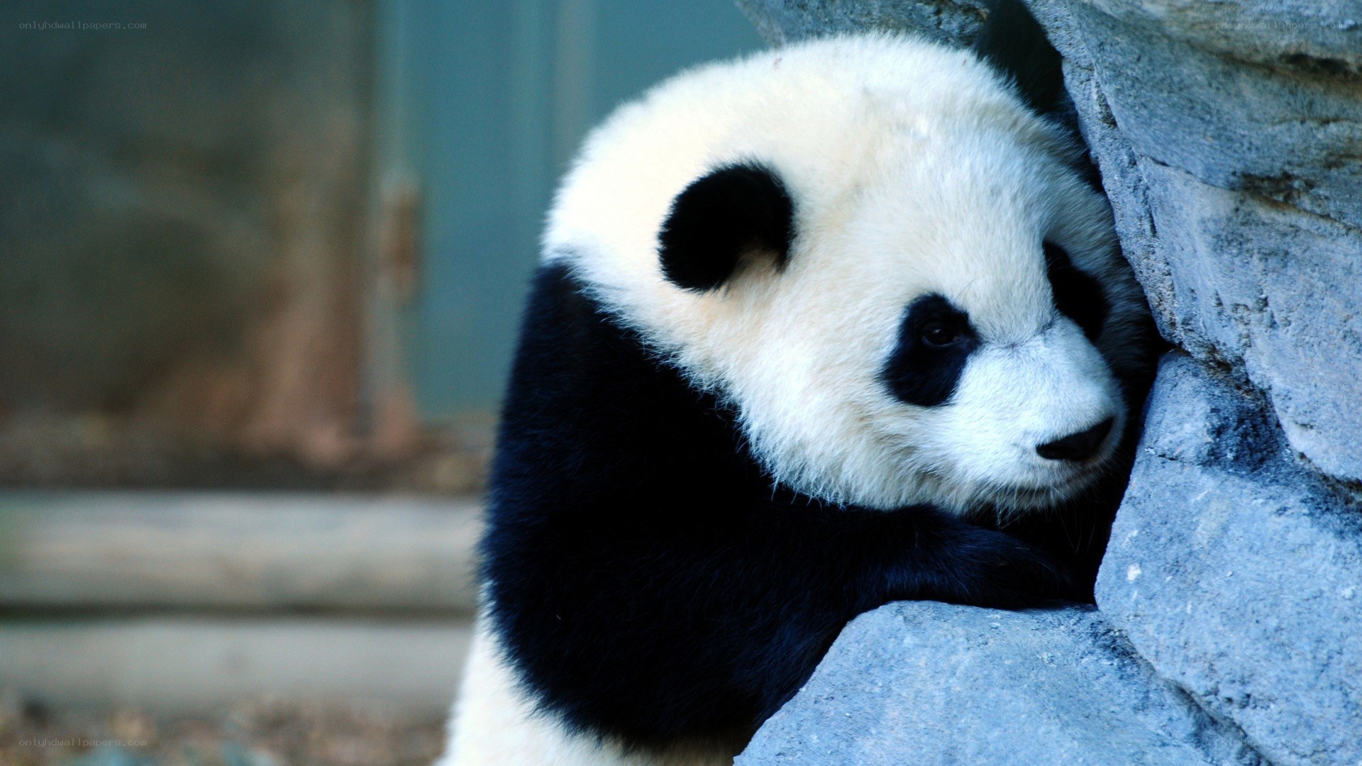 Panda resting on rocks