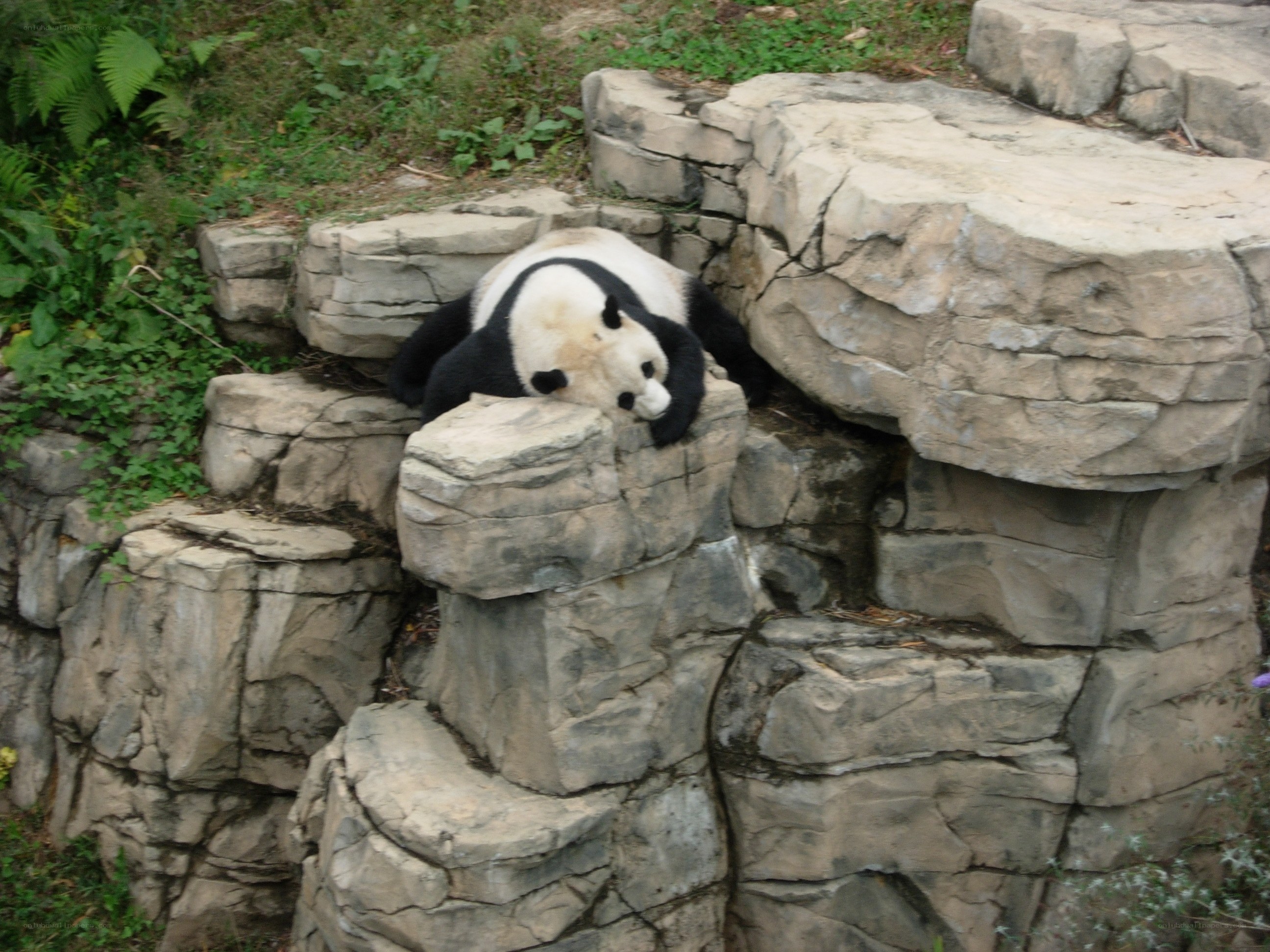 Panda resting on rocks