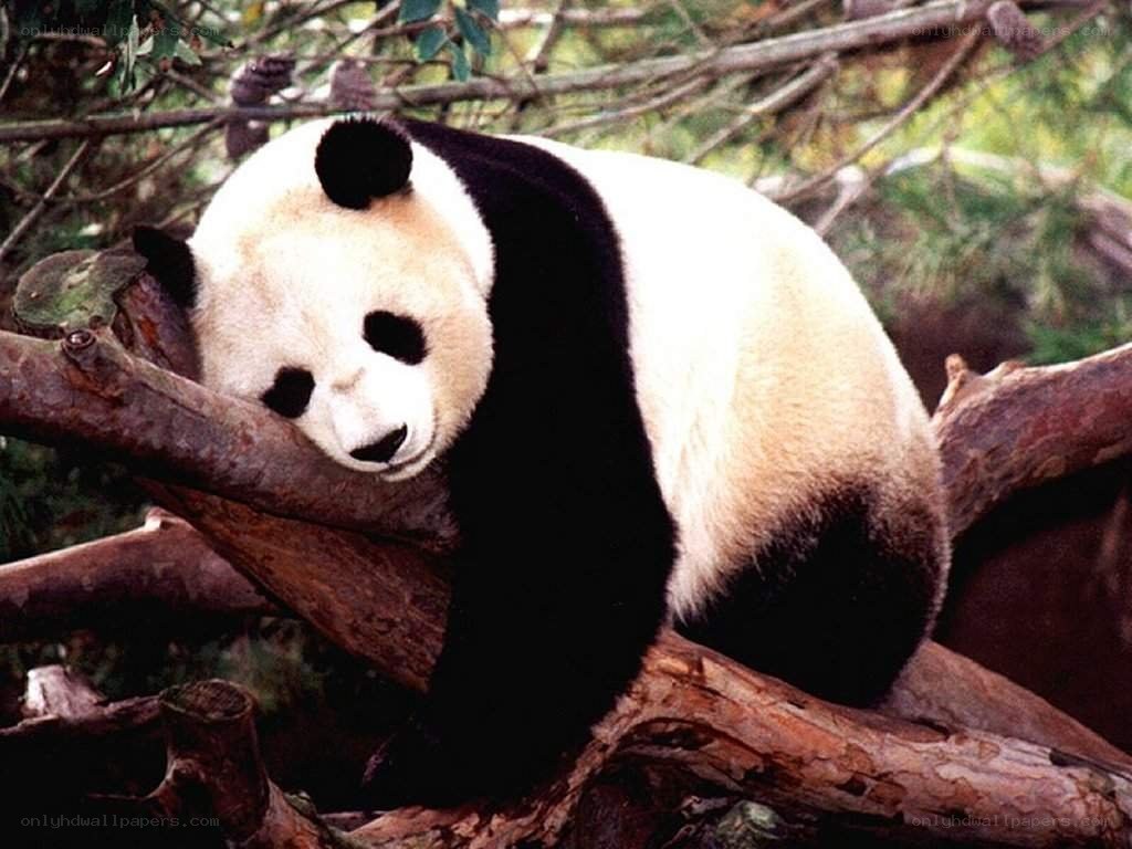 Panda resting on tree branch