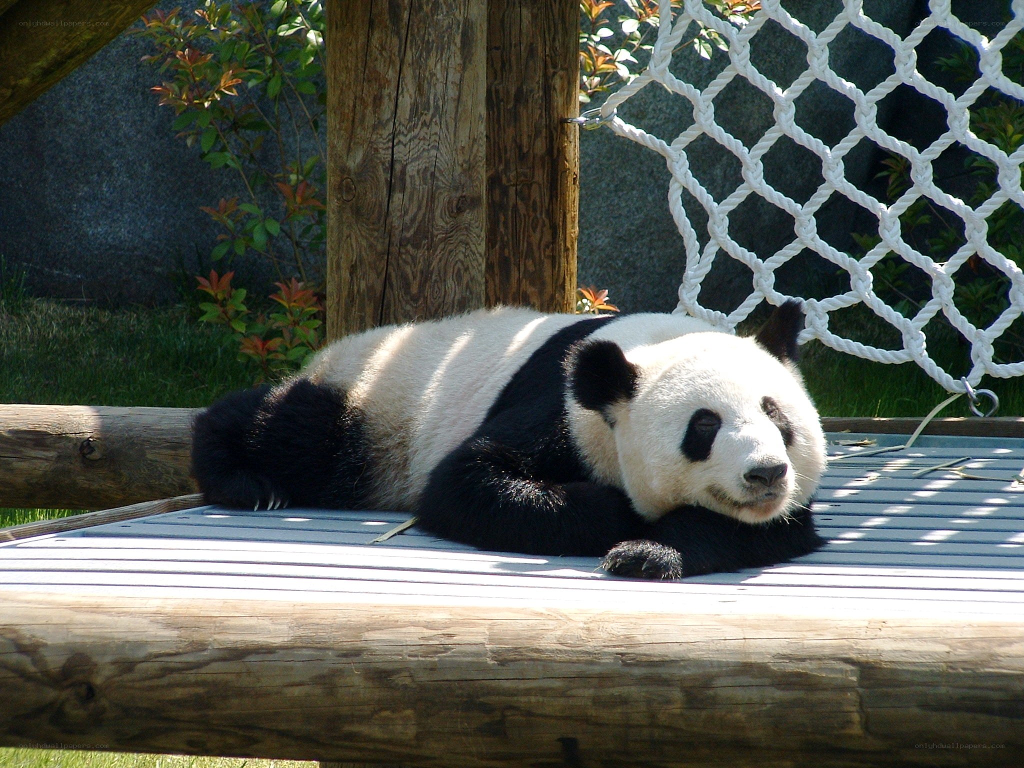 Panda resting on wooden platform