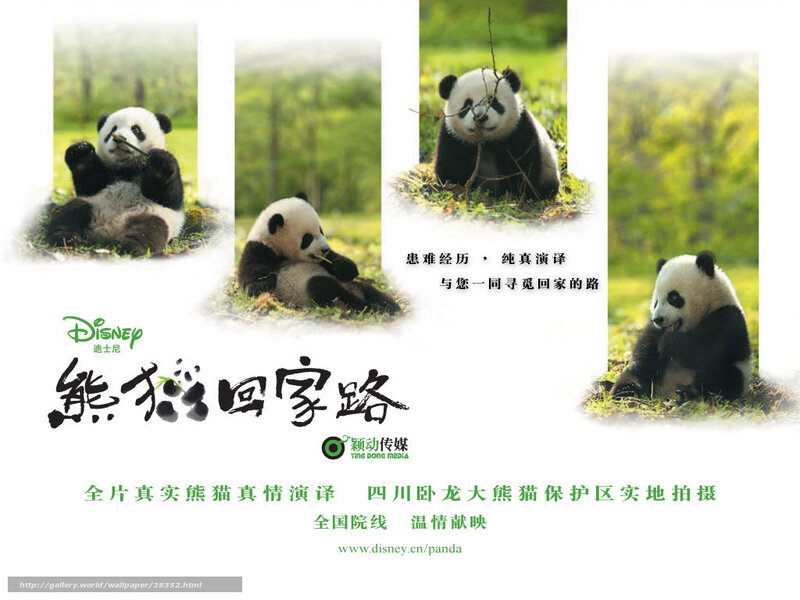 Panda's Journey Home