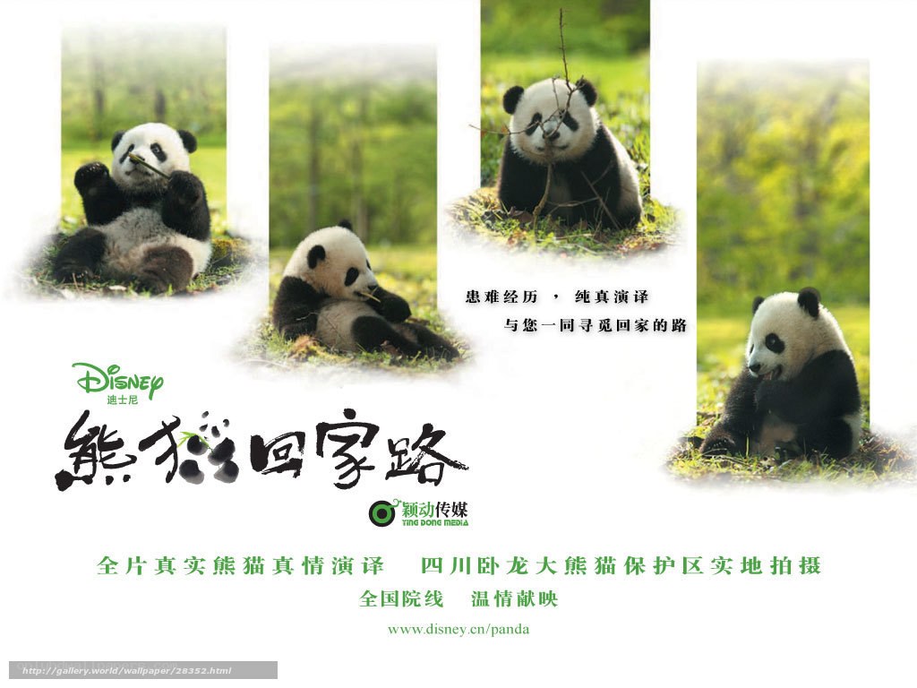 Panda's Journey Home