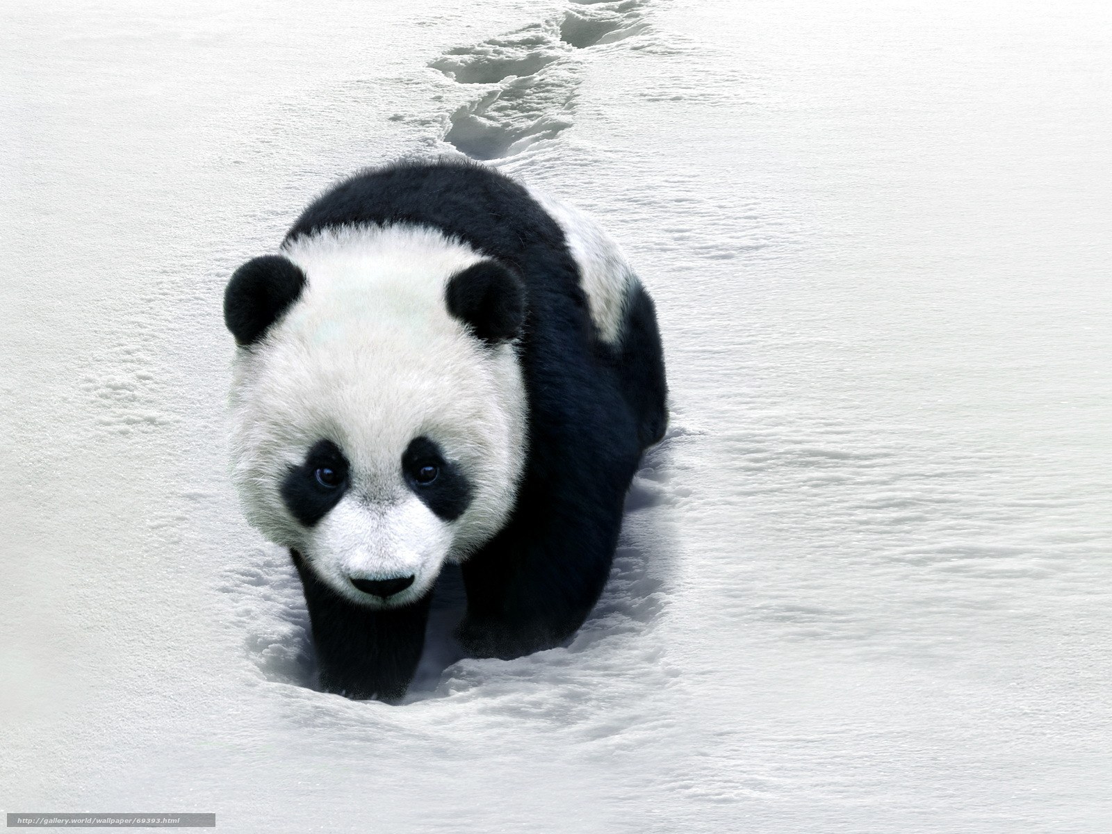 Panda walking in snow