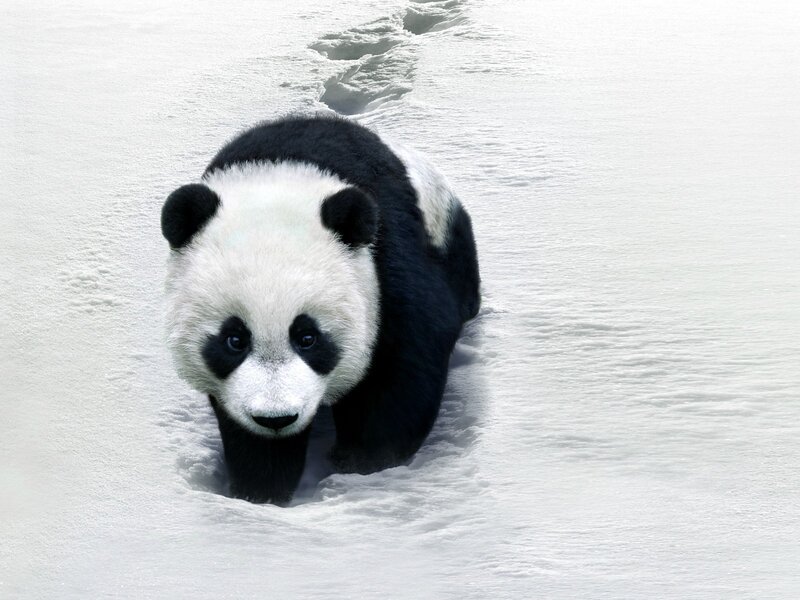 Panda walking in snow