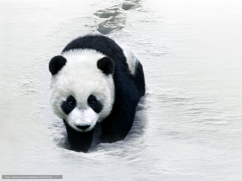 Panda walking in snow