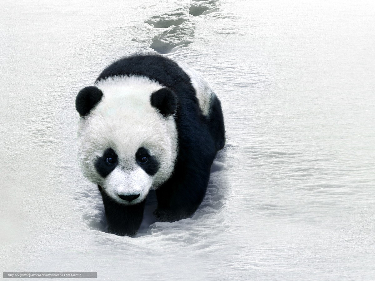 Panda walking in snow