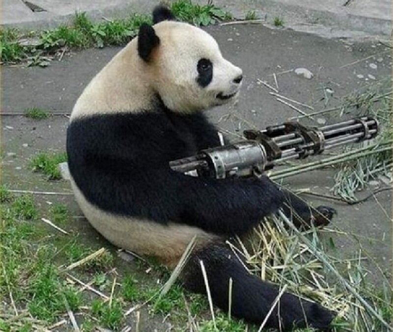 Panda with machine gun