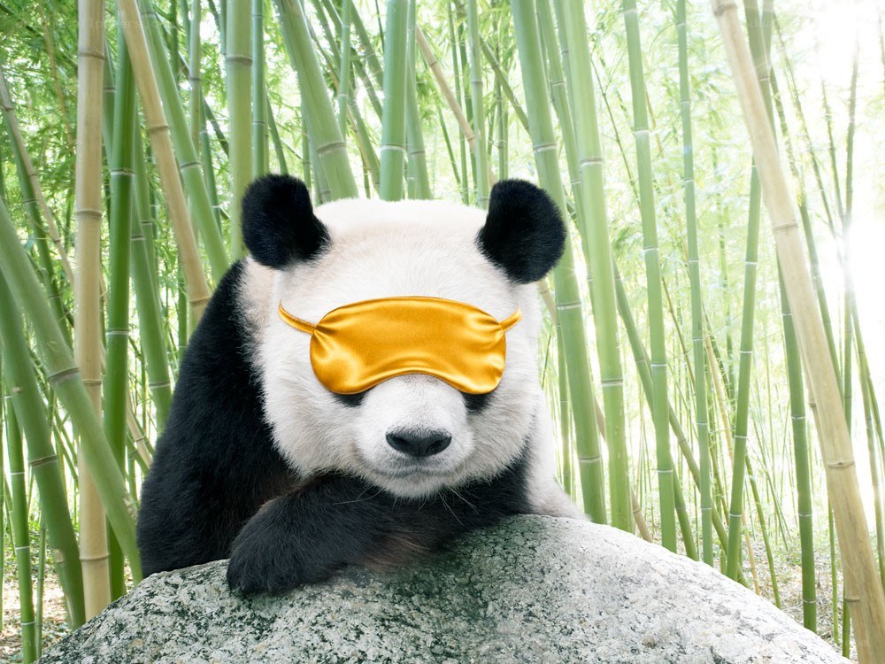 Panda with sleep mask in bamboo