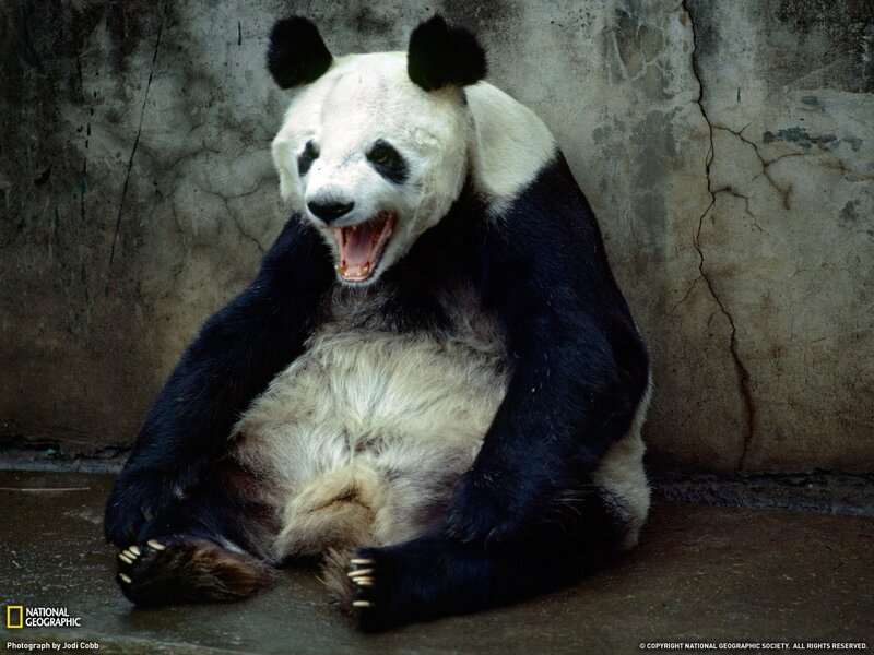 Panda yawning in enclosure