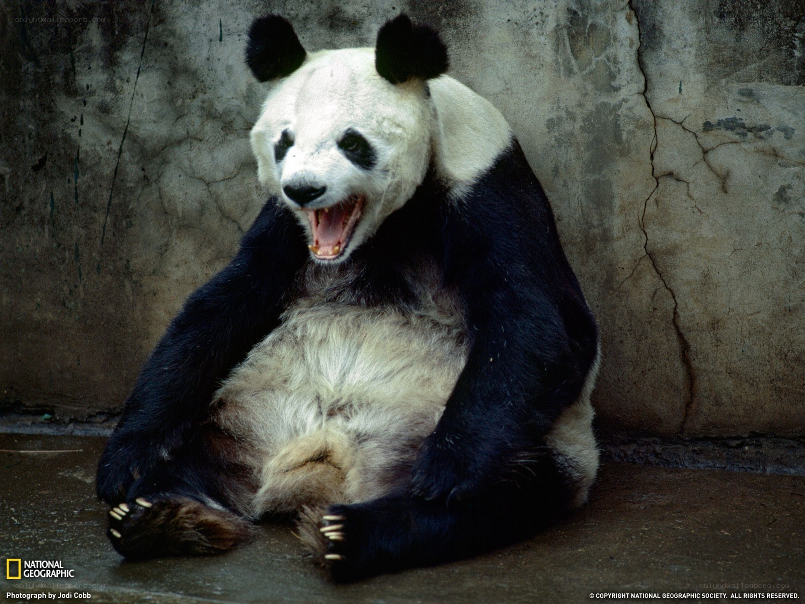 Panda yawning in enclosure
