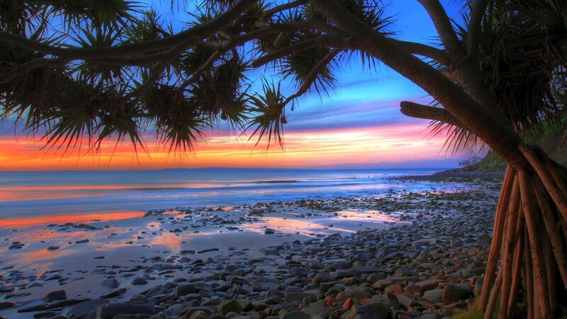 Pandanus Tree at Sunset
