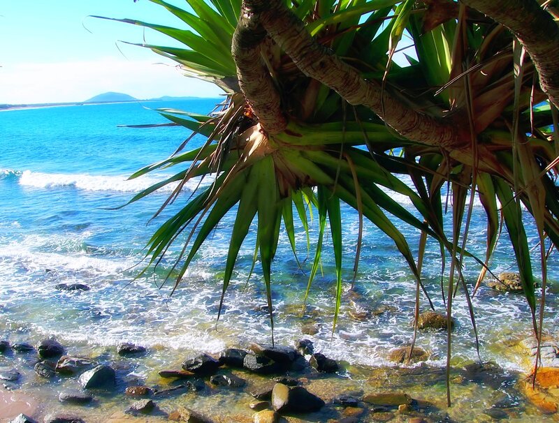 Pandanus tree by the ocean
