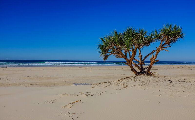 Pandanus Tree on Beach