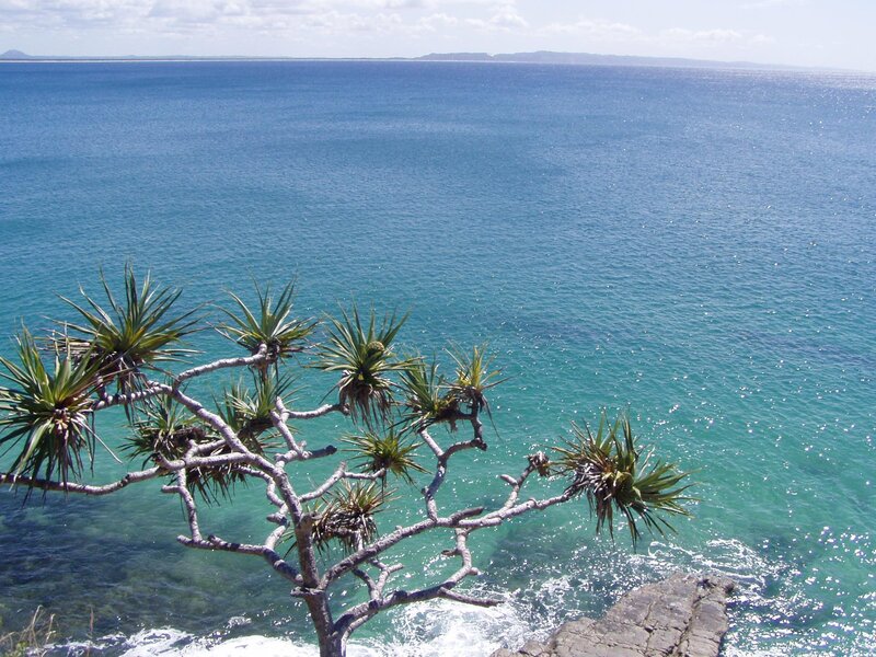 Pandanus Tree on Cliff
