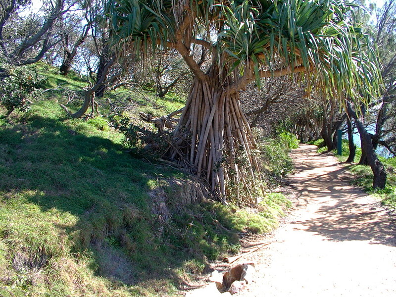 Pandanus tree on coastal path