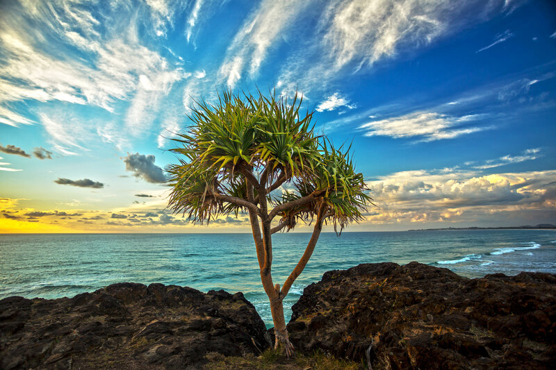 Pandanus Tree on Rocks