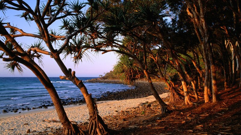 Pandanus Trees on Beach — Blue