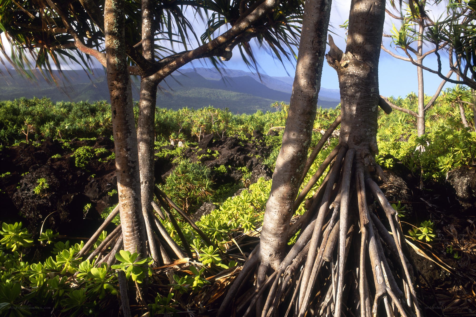 Pandanus trees on volcanic landscape