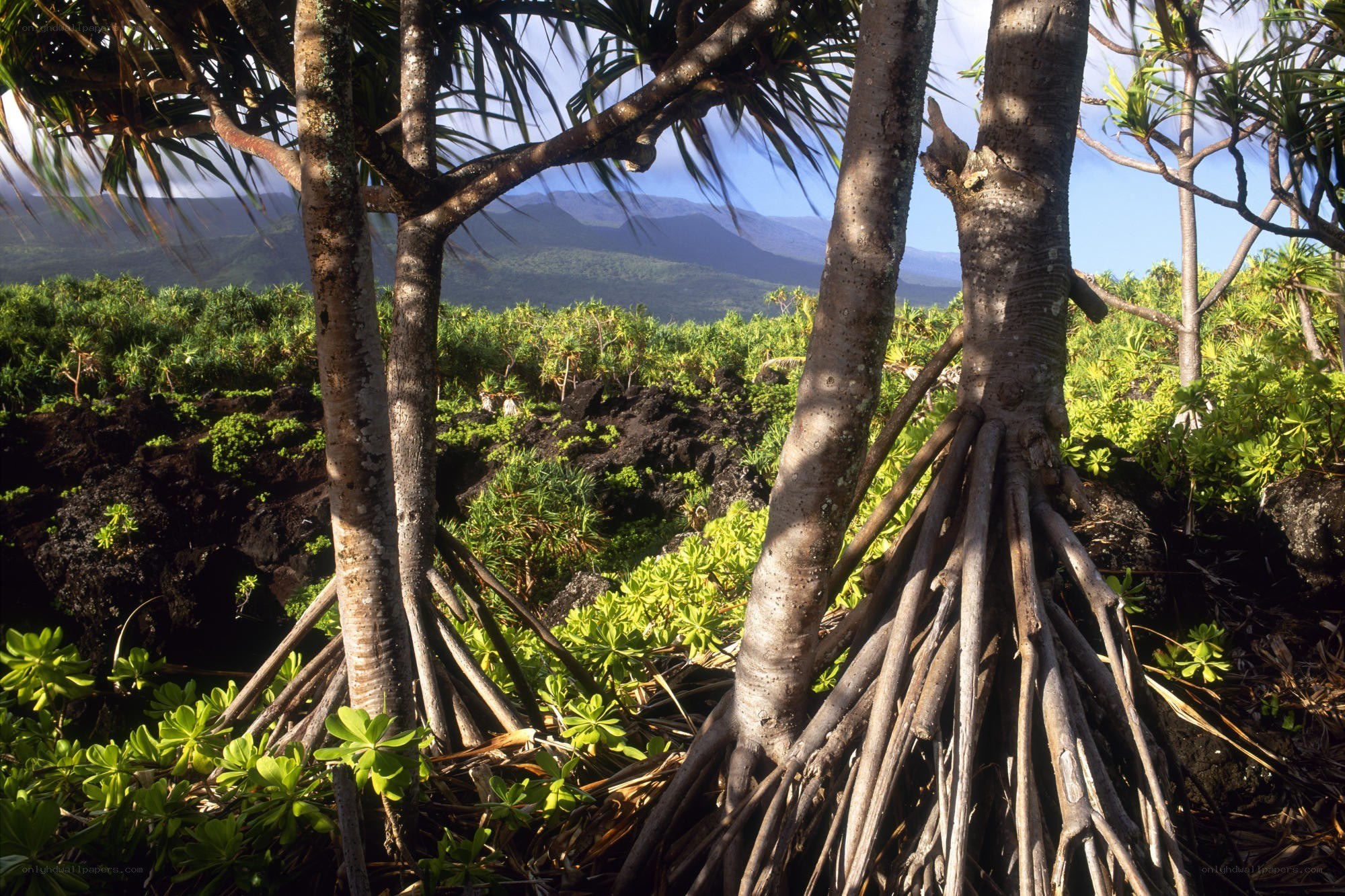 Pandanus trees on volcanic landscape