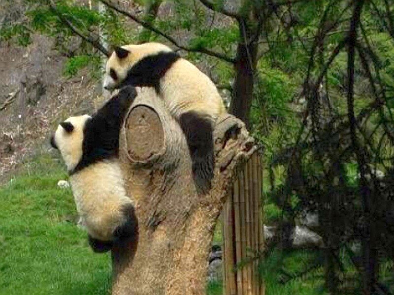 Pandas climbing a tree