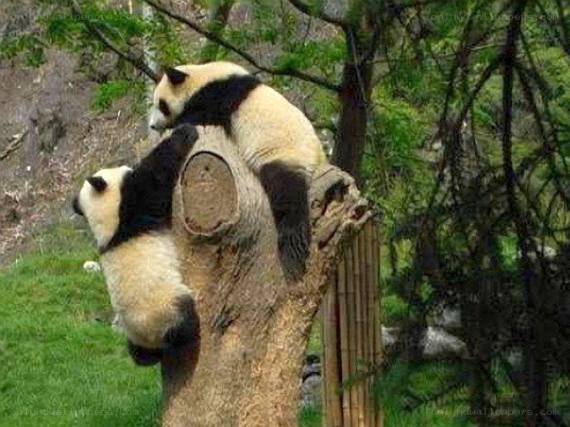 Pandas climbing a tree