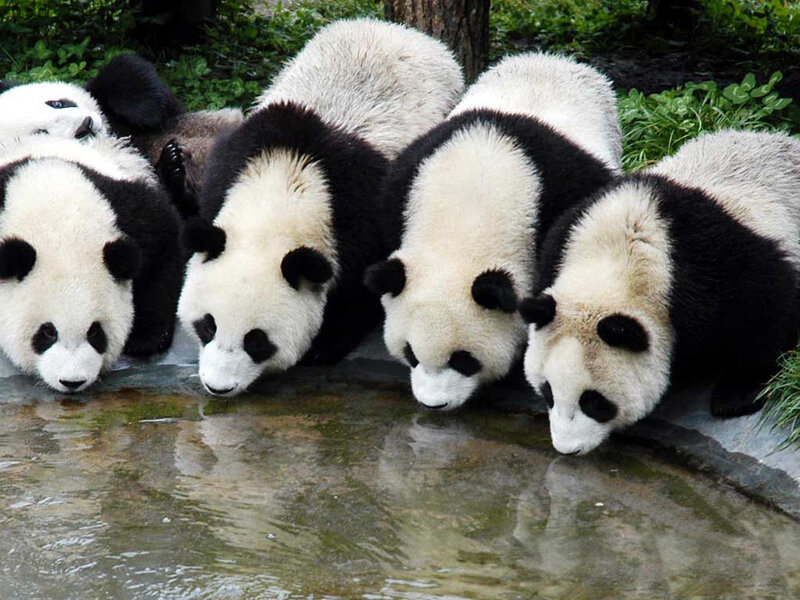 Pandas drinking water